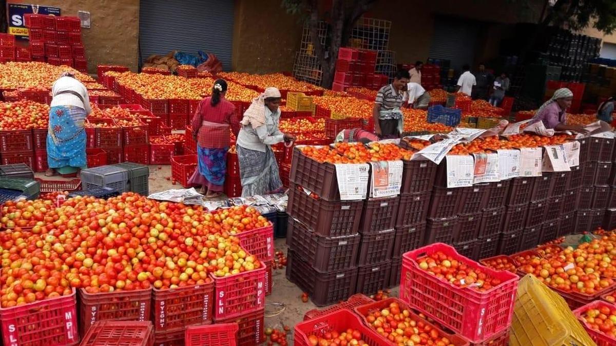 Lean tomato supplies drive prices higher in Andhra Pradesh