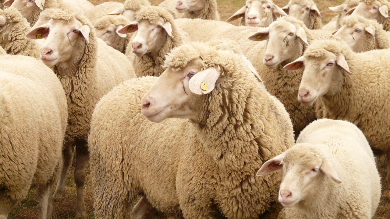 Australia hit by massive livestock theft as 5,500 sheep vanish