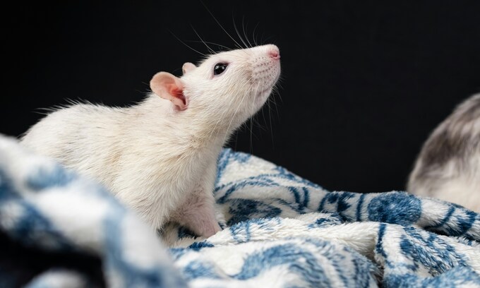Hong Kong restaurant faces prosecution after rat found in takeaway noodles