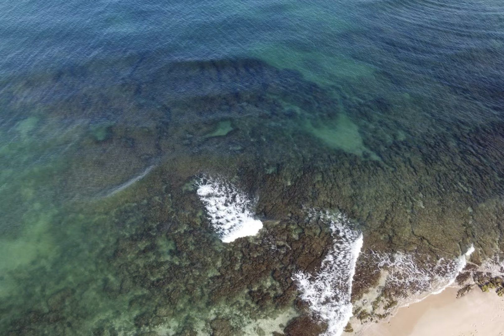 Gaza infrastructure damage may intensify Mediterranean algae crisis