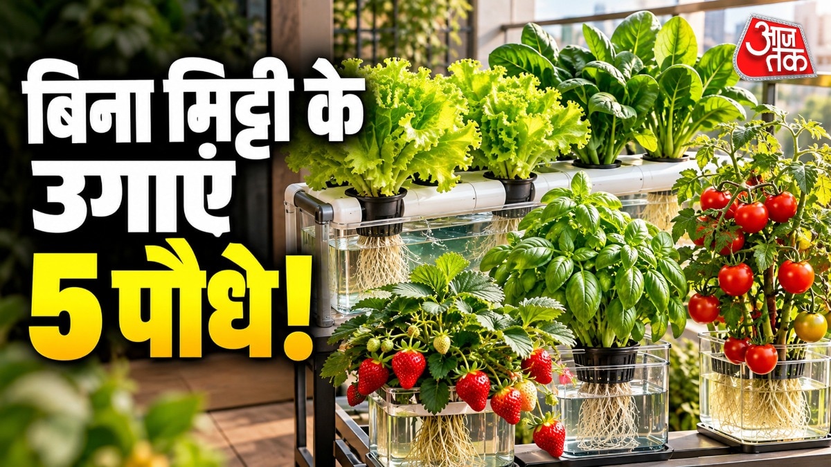 मिट्टी रहित खेती से घर पर उगाएं ताजी सब्जियां