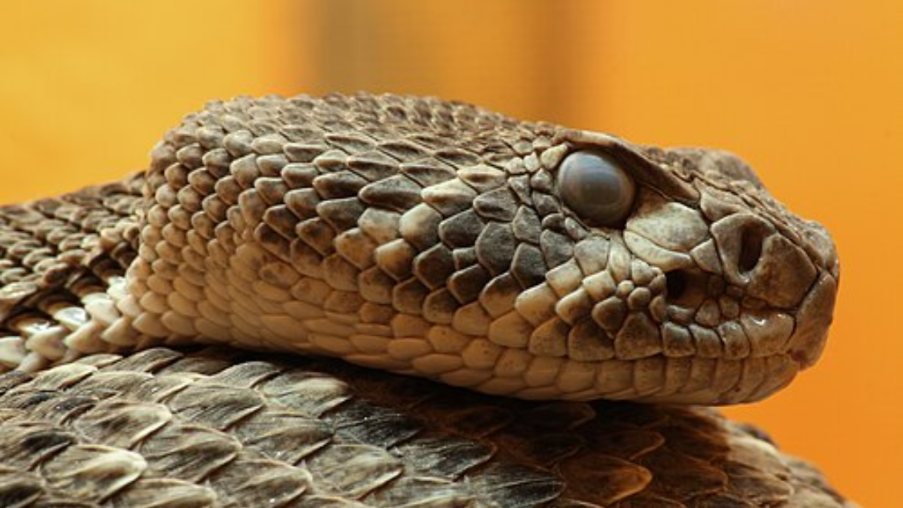Florida Residents Encounter Venomous Eastern Diamondback Rattlesnake