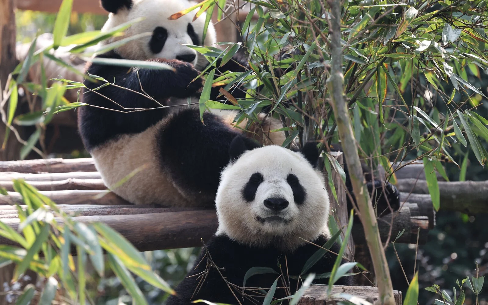 Diplomasi Panda China Kehilangan Daya Tarik di Pentas Antarabangsa