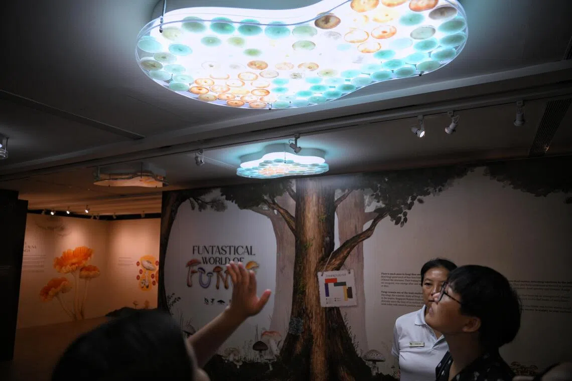 Singapore Heritage Festival expands with bioluminescent exhibits and expanded programming