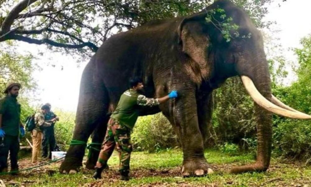 Veterinary examination rules out gunshot wounds on Galgamuwa elephant