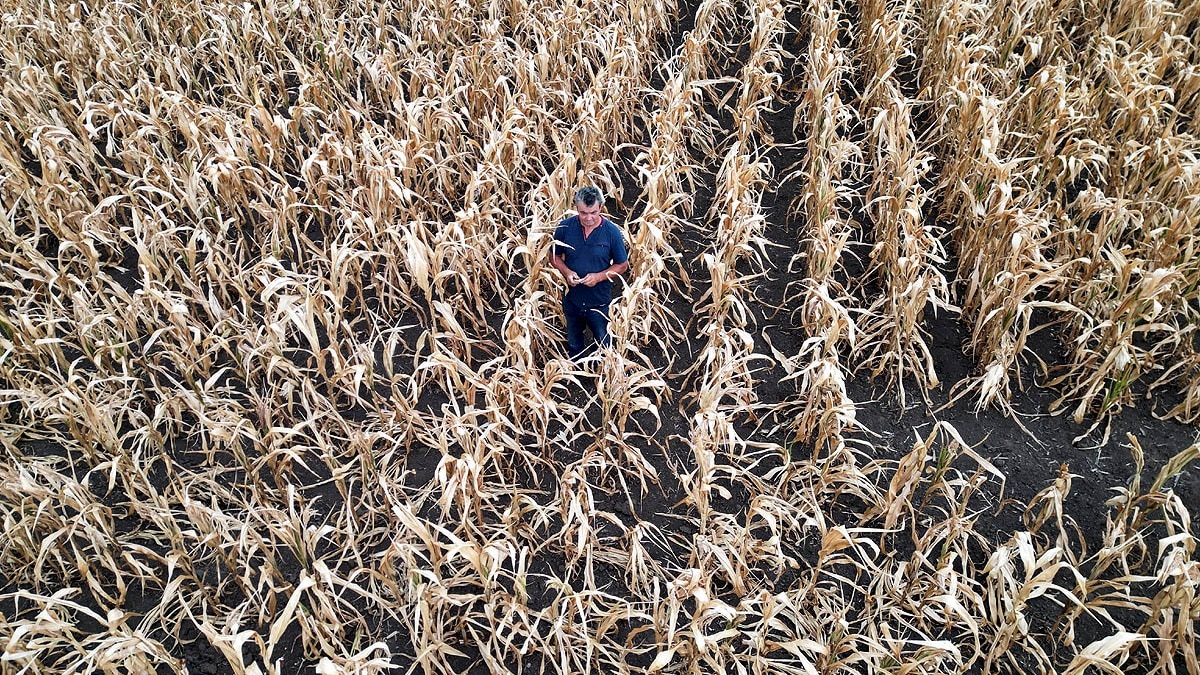 European grain output plummets 16.7 million tonnes as heat and drought ravage crops