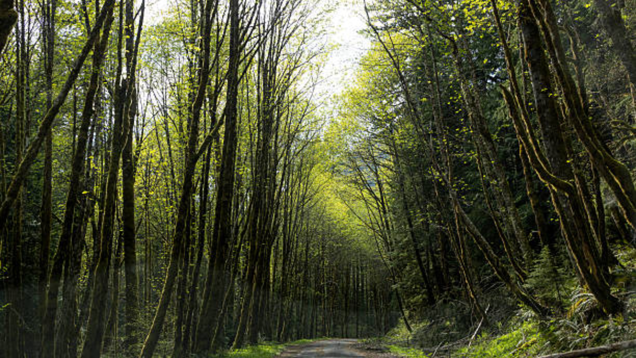 US Returns Forest Land to Native American Tribe While Keeping Public Access