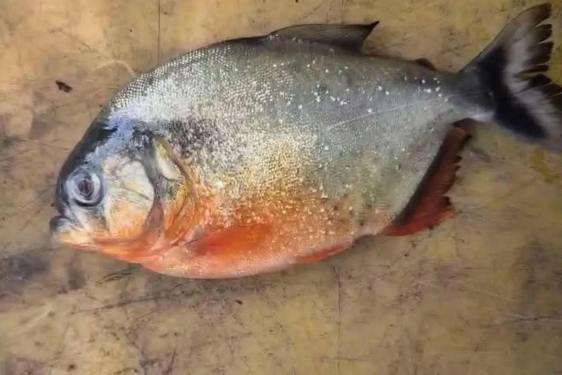 Mystery fish catches fuel invasive species fears in Malaysia