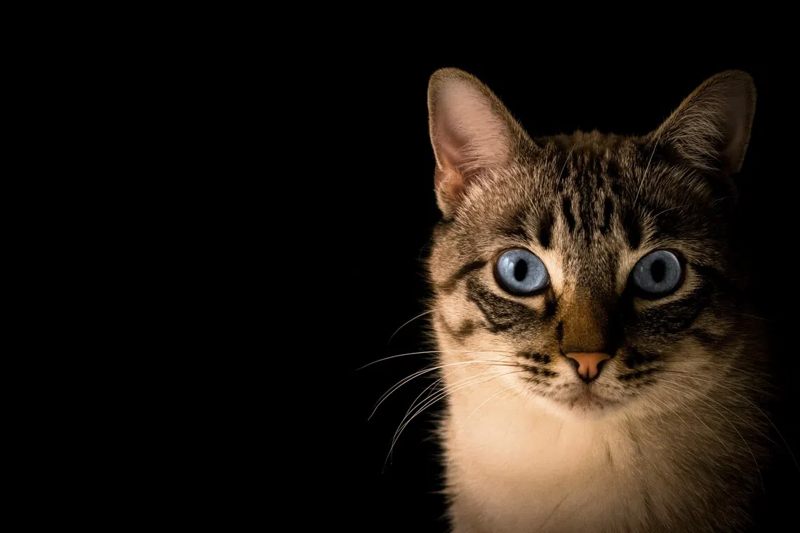 Vietnam police dismantle organised cat-theft ring targeting 2,700 animals