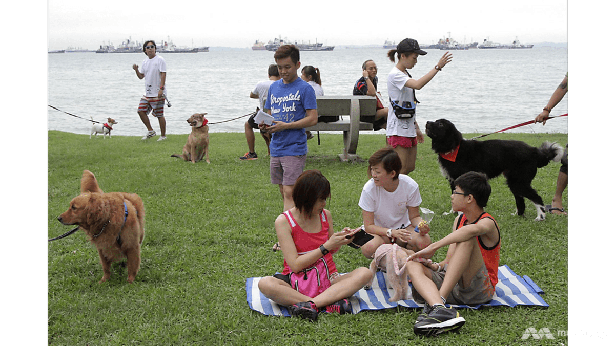 Singapore tightens animal welfare standards for dog trainers, groomers