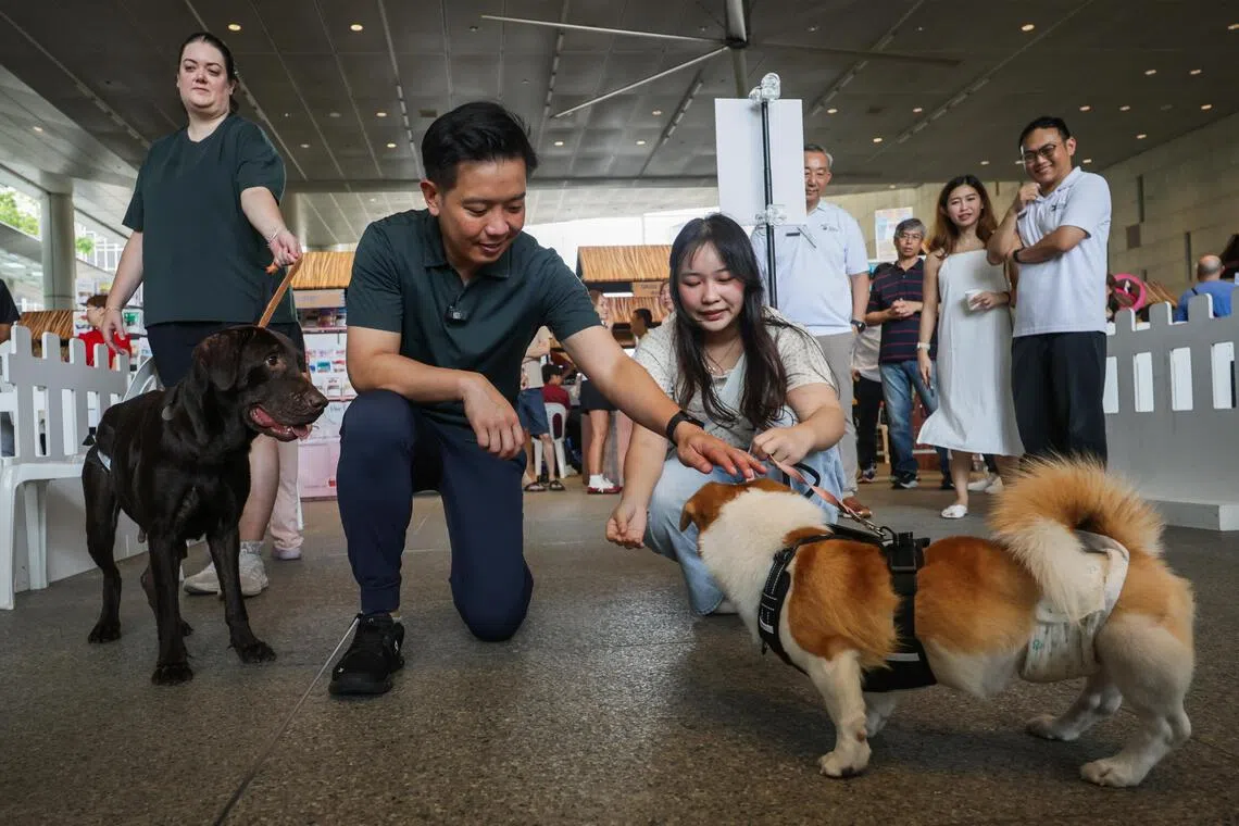 Singapore tightens animal welfare standards for dog trainers, pet groomers