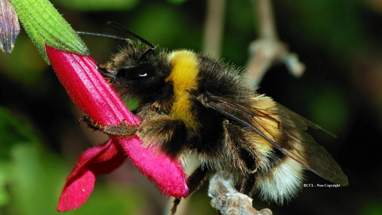 US Woman's Land Restoration Uncovers Rare Endangered Bumblebee Species