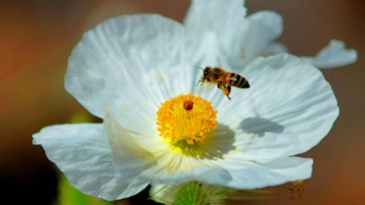 Mojave poppy bee populations more resilient than feared, new survey shows