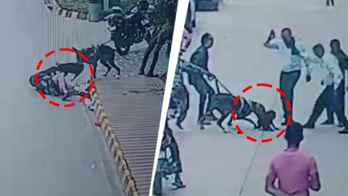 Unleashed dog kills pet pug in Noida residential society