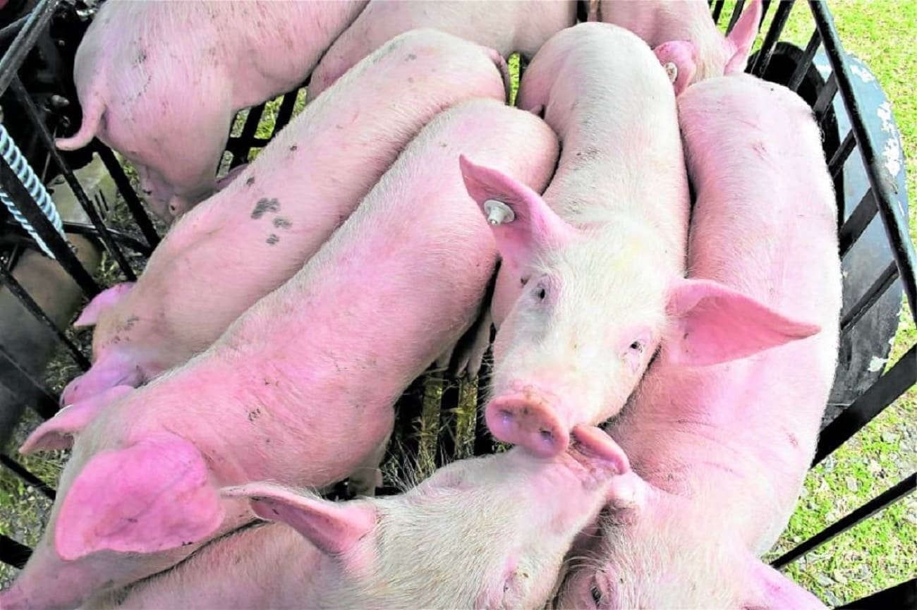 Oriental Mindoro hog farmers join nationwide protest over falling prices