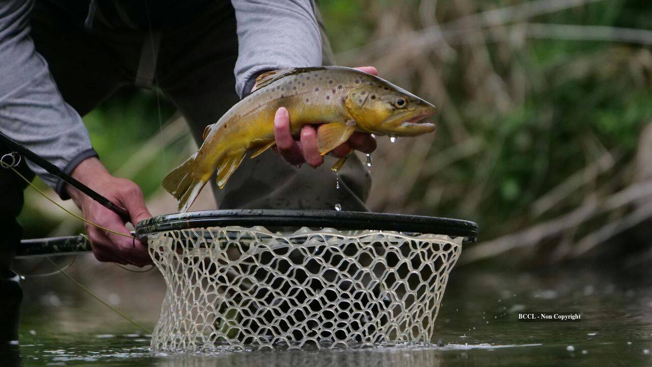 California's trout removal boosts endangered frog population dramatically