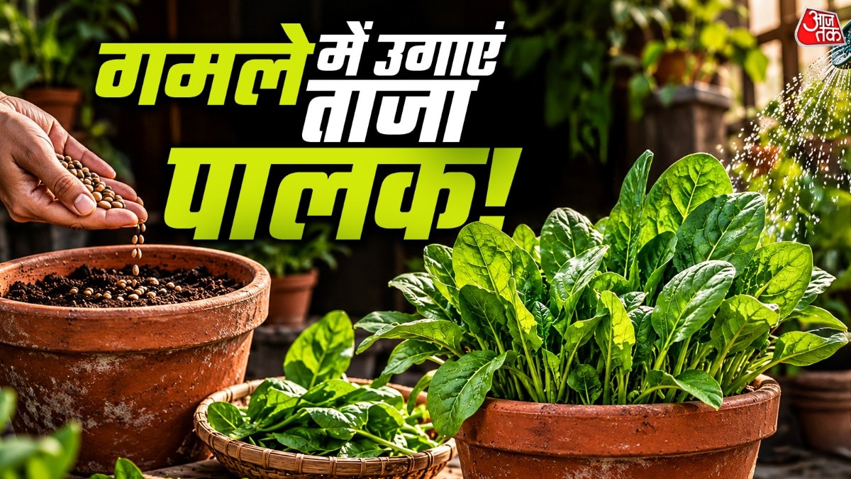घर पर पालक की खेती: तीन हफ्ते में तैयार होगी फसल