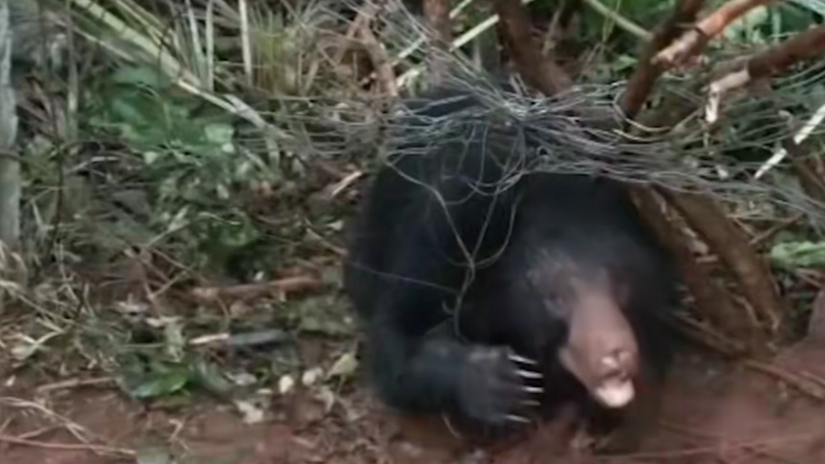 Sloth bear rescued after becoming trapped in Andhra palm plantation fence