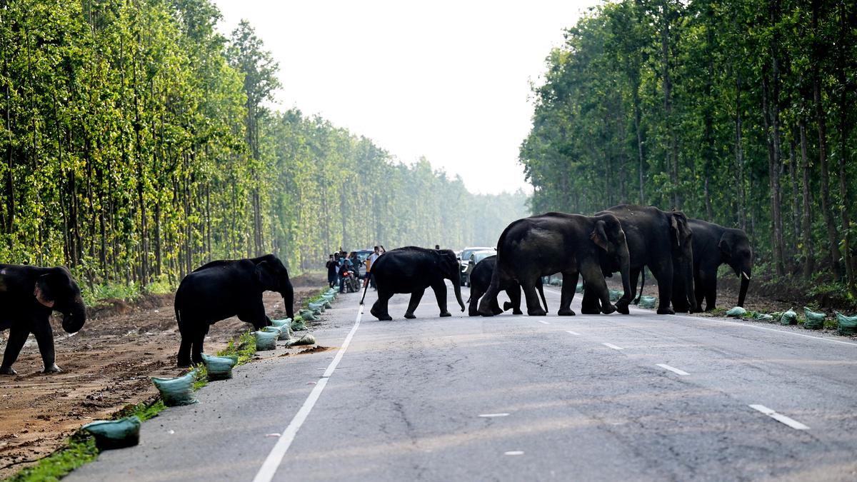 असम में मानवजनित खतरों से जूझते हाथी, बचाव कार्य जारी