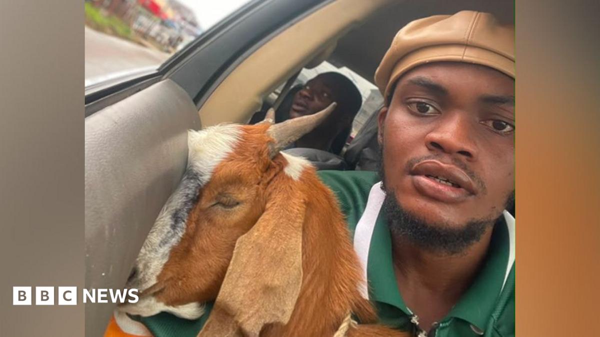 Graduation Gift Goat Becomes Local Celebrity Across Social Media