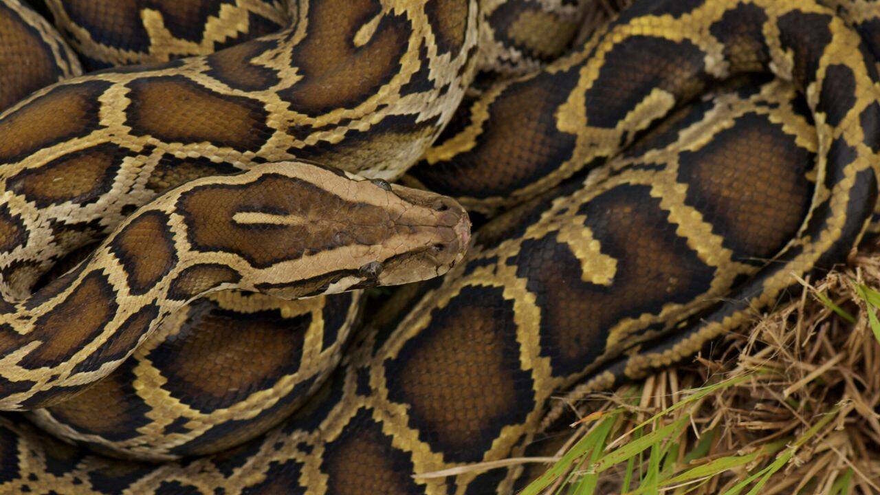 Male Burmese pythons undergo seasonal hormone shifts ahead of breeding