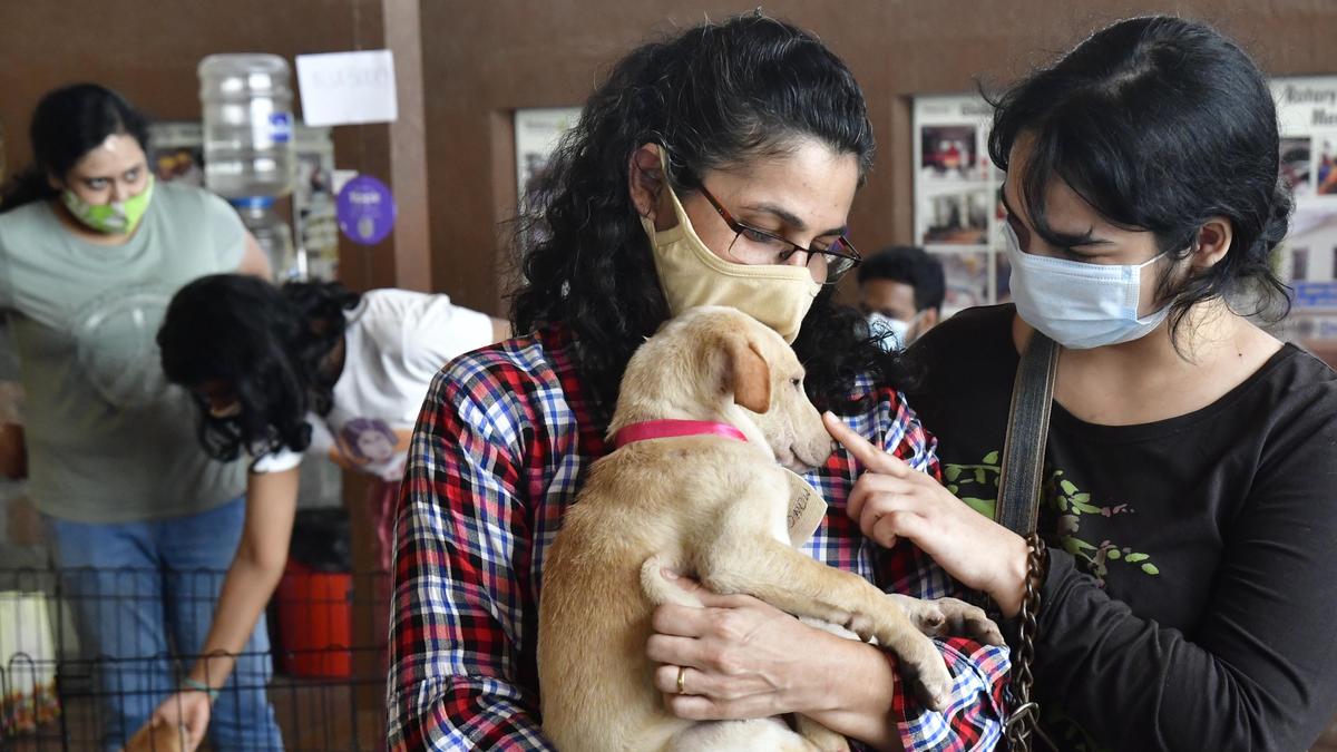 Pet insurance gains traction as veterinary costs soar across India