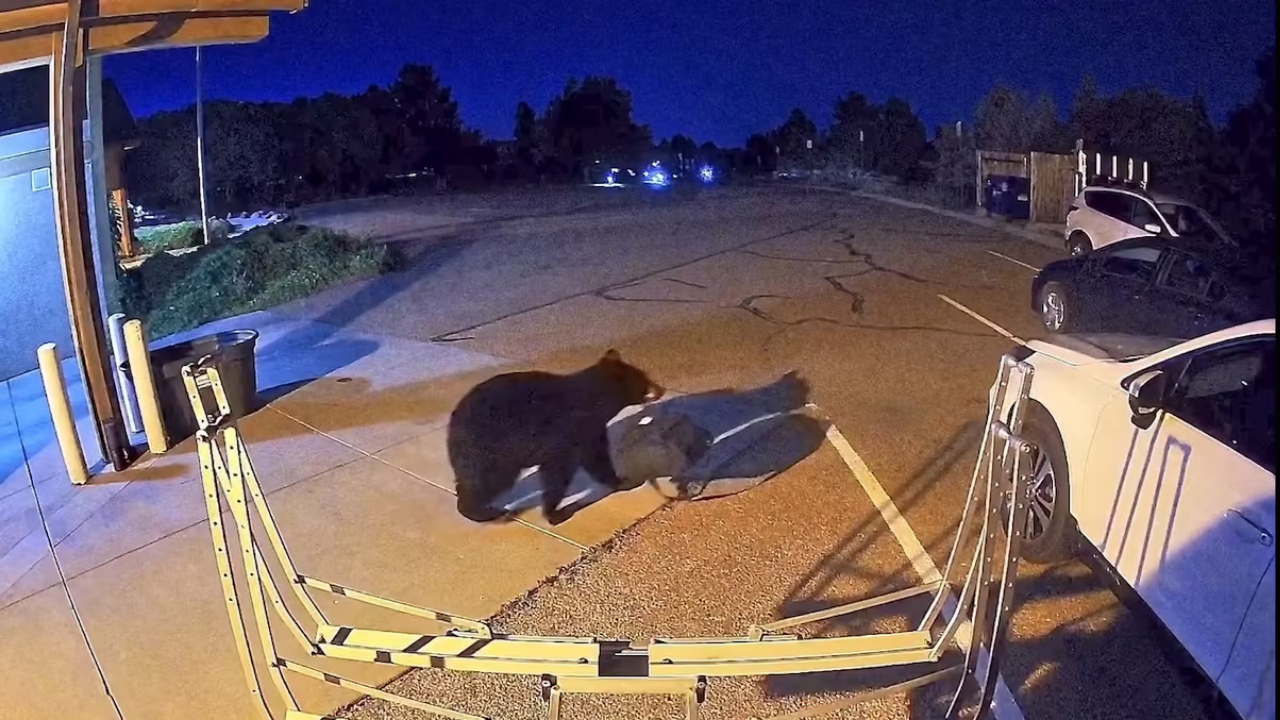 Colorado bear sightings surge past 7,000 as drought drives animals to cities