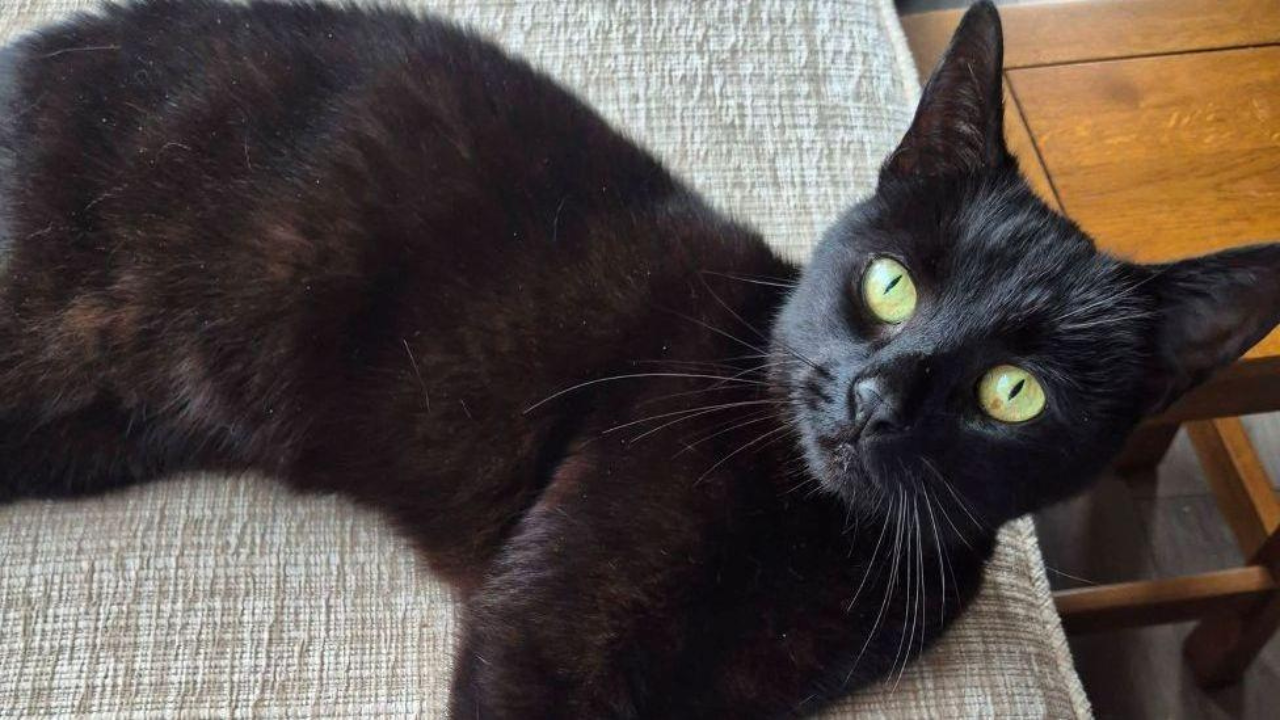 Lost cat reunited with family six years after car crash via microchip