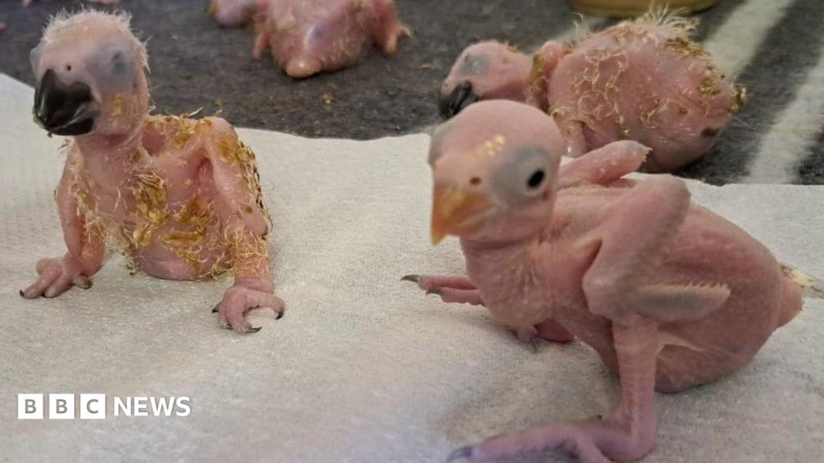 Parrot eggs seized from Thai smuggler hatch at South African airport