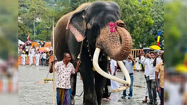 Sacred tusker Wasana's participation limited to major religious festivals