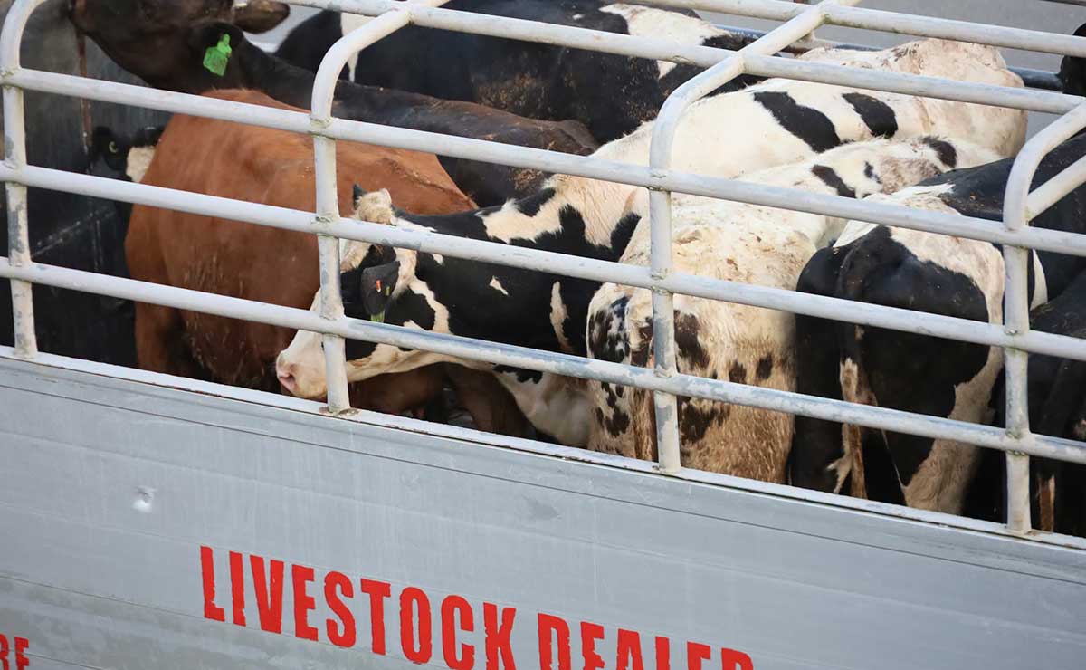 Philippine dairy sector gets boost as 150 pregnant cattle arrive from Australia
