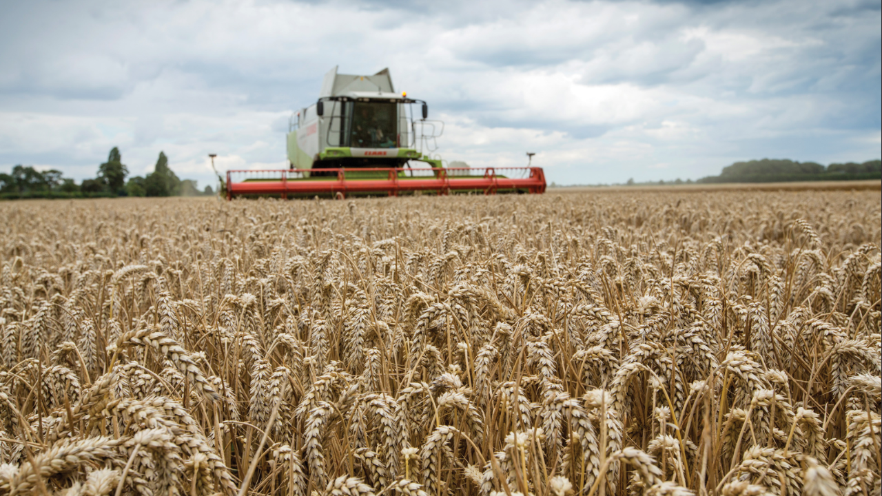 Deliberate Sea Wall Breach Transforms English Farm Into Coastal Wetland