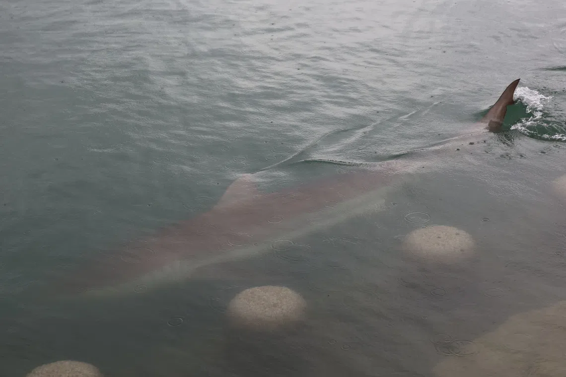 Busan waterpark limits night hours as shark sighting draws massive crowds