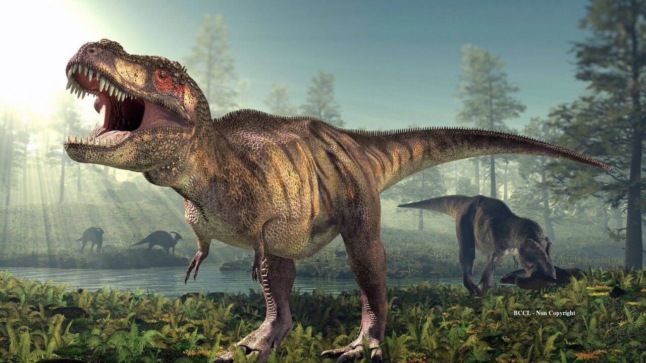 Fossilized T. rex footprints reveal dinosaur's North American wanderings
