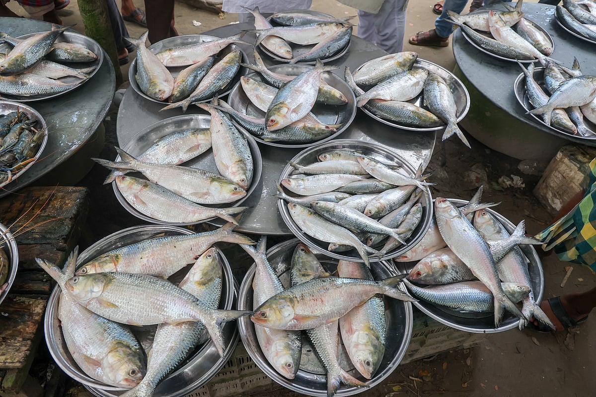 পদ্মার তাজা ইলিশ ও অন্যান্য মাছে সমৃদ্ধ বাজার