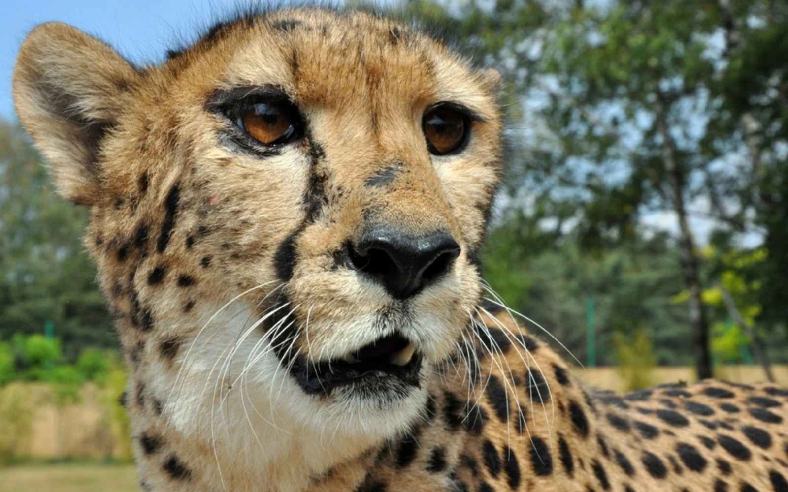 India pledges swift response after young cheetah shot dead