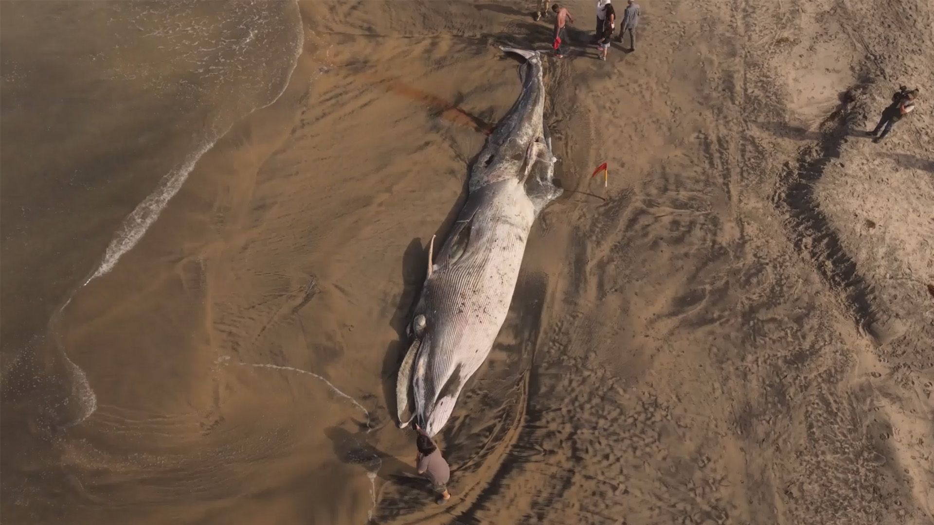 Dead whale discovered on Tijuana beach