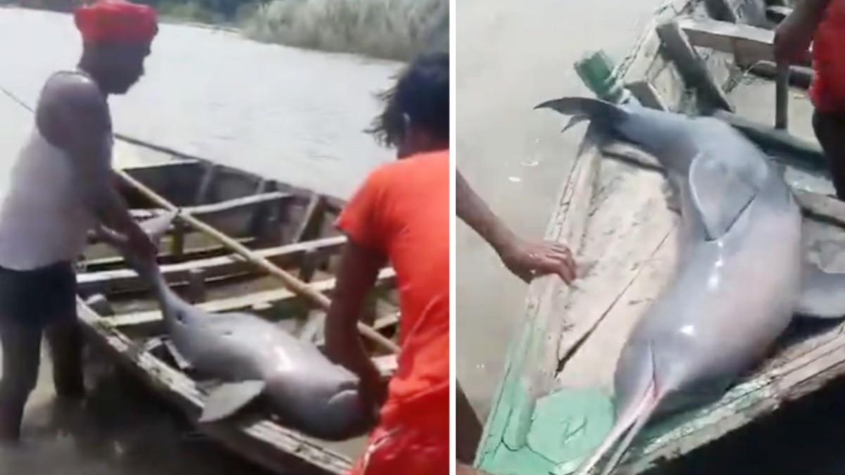कोसी नदी में डॉल्फिन का शिकार, मछुआरे की अवैध गतिविधि का वीडियो सामने