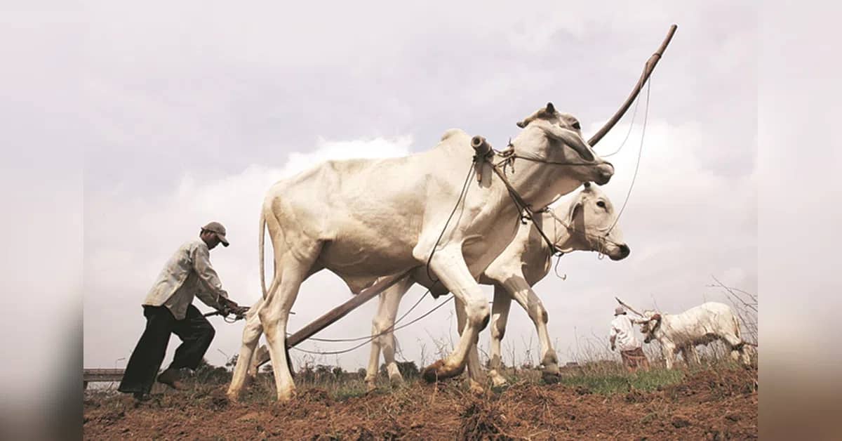 El Niño poses threat to India's winter crop output in rainfed areas