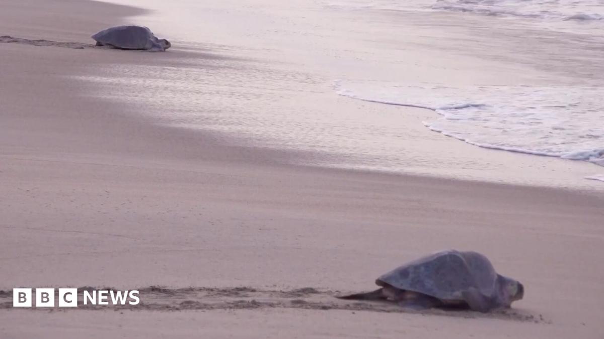 Thousands of sea turtles converge on Mexican beach in mass nesting event