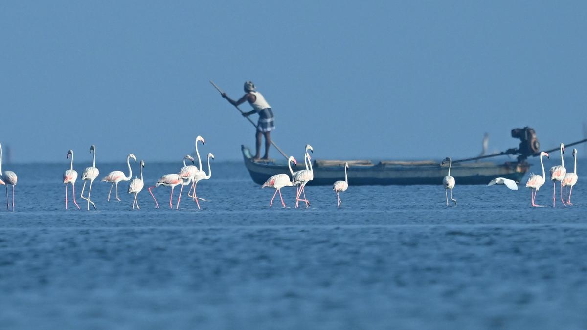 Pulicat fishermen demand GPS-based fishing zone demarcation