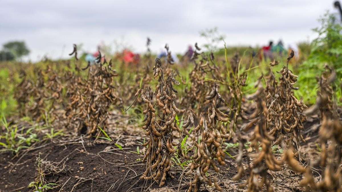 Maharashtra faces severe drought as rainfall deficit widens across state