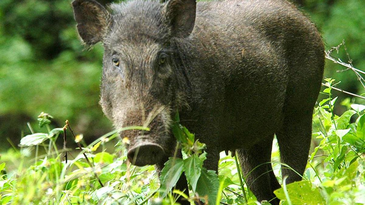 वायनाड में बंदर और जंगली सूअर मानव-वन्यजीव संघर्ष के मुख्य कारण
