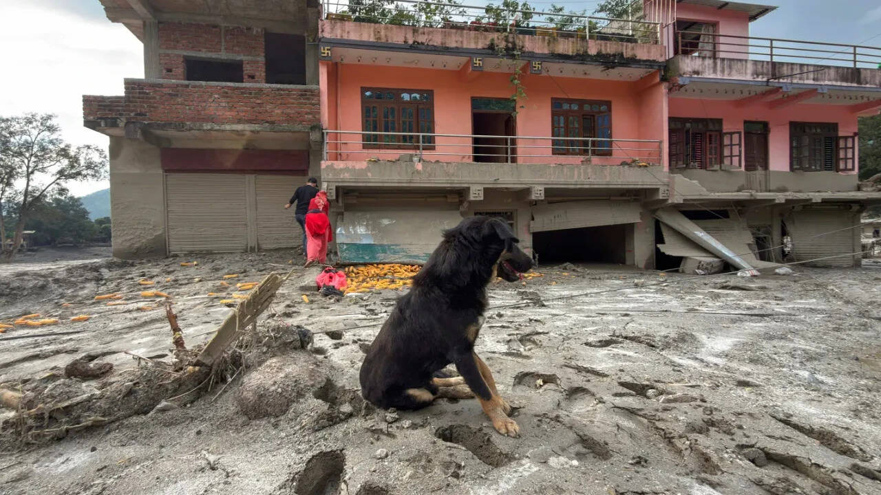 नेपाल बाढ़ त्रासदी: मालिक लापता, कुत्ता अपने घर को नहीं छोड़ रहा