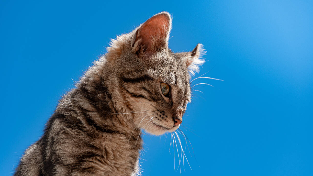 Scientists identify new wild cat species in Bolivia using DNA analysis