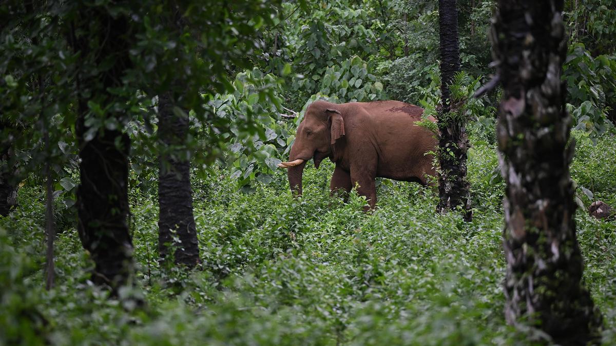 Elephant conservation emerges as key to protecting India's forest carbon reserves