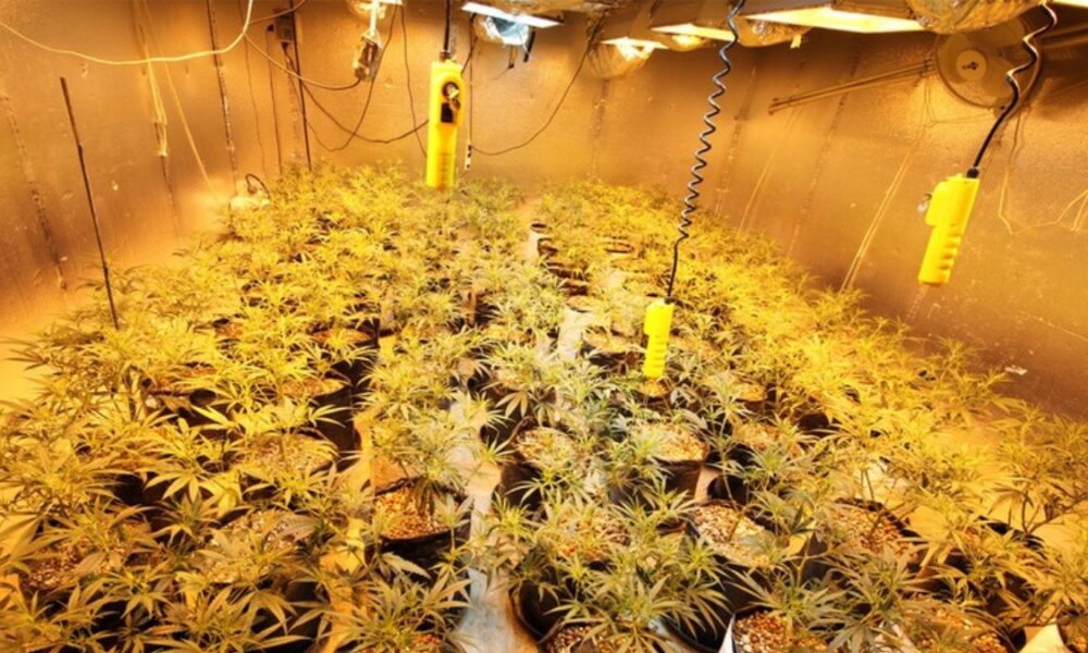 Drug traffickers shift tactics, smuggling cannabis seeds into Sri Lanka