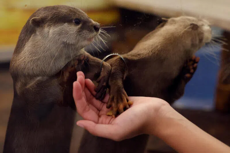 Japan launches first-ever survey of animal cafes amid welfare fears