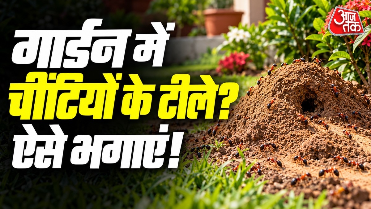 Gardeners can eliminate ant mounds without harmful chemicals, experts suggest