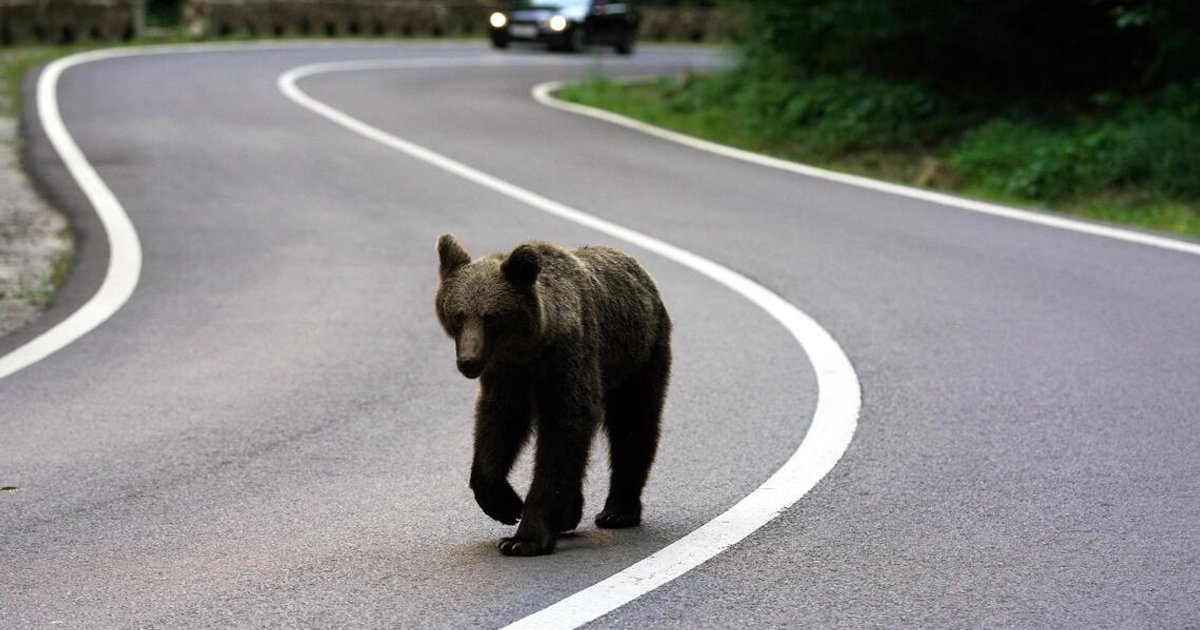 Fatal bear attack in Ulaanbaatar as wildlife sightings surge
